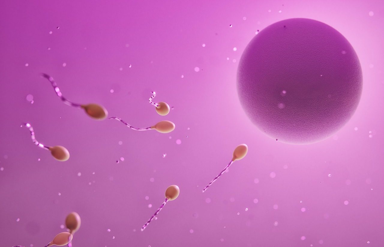 Células germinales femeninas